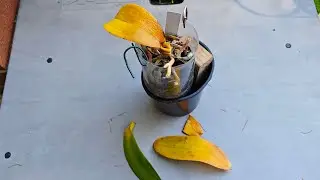 2603 蝴蝶蘭葉子掉光了！原因與搶救 yellow leaves on phalaenopsis orchids