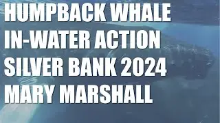 Humpback Whale Surface Action at Silver Bank, Dominican Republic_Mary-Marshall