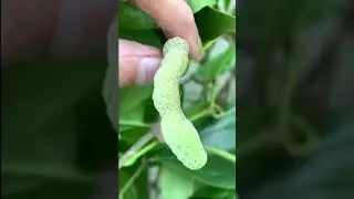 పువ్వులు, కాయలతో తమలపాకు మెుక్కని చూసారా/ Betel leaves plant   With flowers , seeds
