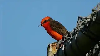 Vermilion Flycatcher (Pyrocephalus rubinus)