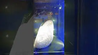 Discover Amsterdam' Unique# Diamond Clogs #| A Sparkling Dutch Masterpiece# Amsterdam# Luke#shorts#