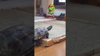 Turtle Bro got a skateboard! #animal #lol #meme #animals #turtle #skate #skateboard #skateboarding
