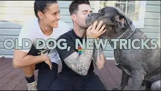 OLD DOG, NEW TRICKS: TEACH YOUR PUP HOW TO SHAKE