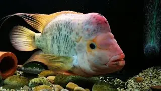 How to care MIDAS CICHLID all about midas fish #midascichlidcare#piranhattack