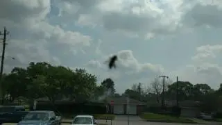 Bee trying to remove ant from leg on my windshield.
