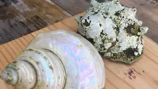 サザエを磨いた動画 Poling shell movie