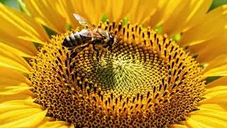 Firefly Macro shot of honeybee pollinating a sunflower  Transition to time lapse of seeds germinatin