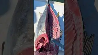 Stop WASTING Your Bluefin Tuna! #shorts #fishing