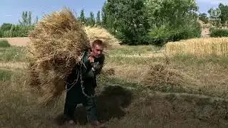 Agriculture in Afghanistan - a transformative way to end acute food insecurity.