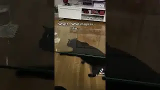 Cat vs glass table #void #blackcat #shorts #cutecat #katathecat #cat #crazycat #funnycat