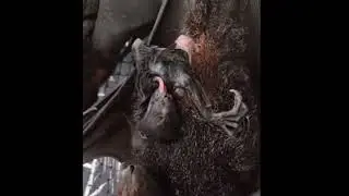Shortly After Rescue Momma Black Flying Fox Gives Birth On Camera - A Carer's Moment Of A Lifetime!