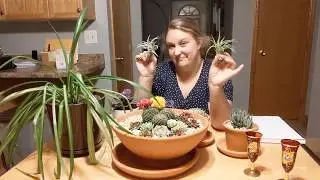Cat Safe Plants