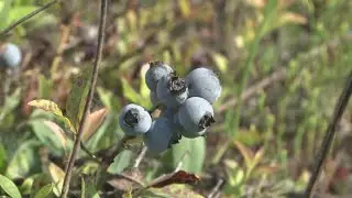 Mainers celebrate iconic state berry at the third annual Wild Blueberry Weekend