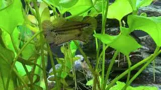 Trichopsis Vittata, Croaking Gouramis