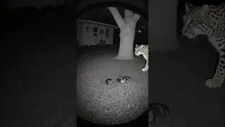 Leopard Lies with Sleeping Kittens &mdash; Acts Like Their Mom on CCTV #cctv