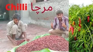 Mirchaye🌶 Sukhaty hoe || Junaid Sarwar