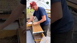 Simple Seed tray Filling and Seed Sowing Method