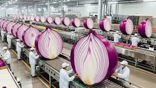 Inside the Onion Processing Factory &ndash; Full Process How Luxury Powder Are Made