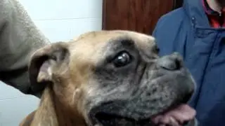 Video X 60A