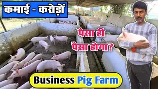 Pig farm business ideas || सूअर पालन कैसे करें || Pig farm