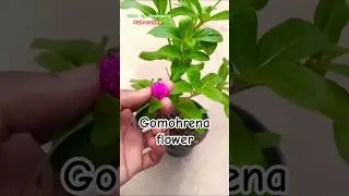 Gomphrena Plant Care Tips | Long Lasting Flowers for Your Garden#flowers #gardenshort#homegardening