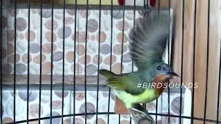 Beautiful Female RUBY CHEEKED SUNBIRD close up with an amazing sound