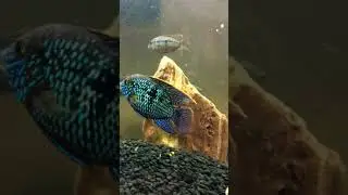 Electric blue acara Green terror hybrid