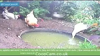 Coop Cam -  Live Stream 24/7