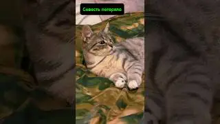 Совесть#котки #хвостатые #kitten