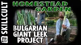 The Giant Leek Project #1, Growing and Refining Bulgarian Giant