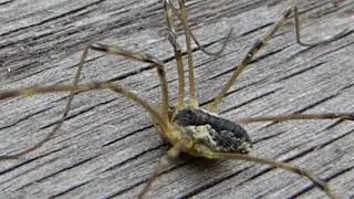 Harvestman  - Phalangium opilio - K&ouml;ngul&oacute; - &Aacute;ttf&aelig;tla