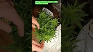Defoliation Girlscout Cookies Autoflower #2