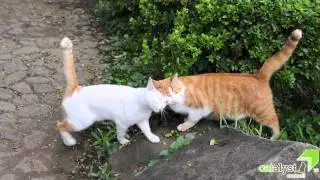 Massage to Calm an Anxious Cat