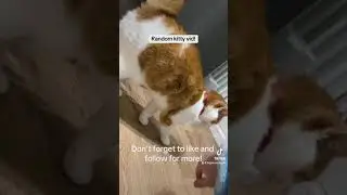 Kitchen cats