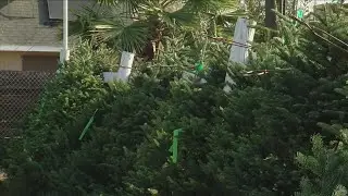 Alpine Christmas Tree lots open