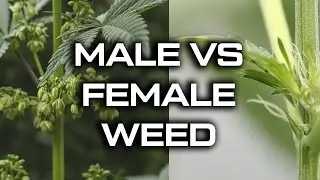 How To Tell Male Vs Female Weed