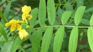 Senna alexandrina P. Mill.