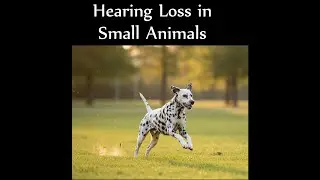 Hearing Loss in Small Animals