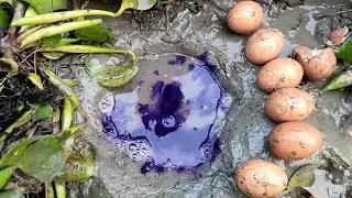 Catfish Catching With Eggs From Deep fish hole