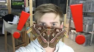 Giant atlas Moth on my Face