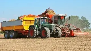 Aardappelsrooien met een Dewulf Kwatro Lifting potatoes Kartoffeln ernte - Veerman Goudswaard
