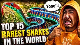 WTF!!! 15 Rarest Snakes In The World | DatBoyMajor REACTION