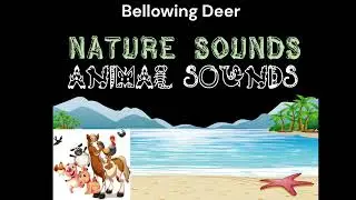 Nature Sound | Bellowing Deer