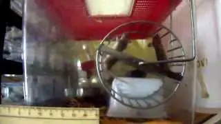 Mus minutoides sulla ruota