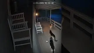 Animal em P&acirc;nico no Par&aacute;: C&acirc;mera Flagou o que Estava na Mata&nbsp;😱#bizarro #terror #lobisomem