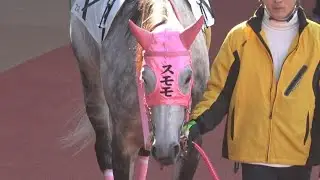 【現地撮影】2026年1月22日船橋競馬場2R スモモモモモモモモ&中山遥人騎手10着