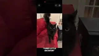 InstaMeme Demo for the Arm AI Developer Challenge