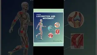Locomotion And Movement 💪&hearts;️/Class11th/Zoology #ytshorts #youtubeshorts #viralvideo