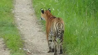 Tiger sighting in chitwan | wildlife | tiger | Bengal tiger| chitwan national park