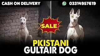 Pakistani Gultair Dog Available For Sale||Cargo All Over Pakistan||Contact Number 03314957619